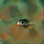 :iconanew87: