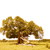 :iconanewisland: