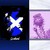 :iconangeifox: