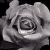 :iconangel-blackrose: