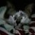:iconangel-prophecy: