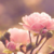 :iconangel223456: