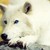 :iconangelaokami: