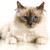 :iconangelaroserosi: