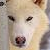 :iconangelawolf13: