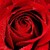 :iconangelcat223: