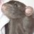 :iconangelds: