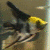 :iconangelfish-rox: