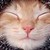 :iconangelflightcat: