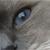 :iconangelic-dreamer: