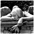 :iconAngelic-Jado: