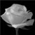 :iconangeliquedelanuit: