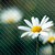 :iconangelisfromheaven: