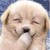 :iconangelizawhite:
