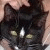 :iconangelkatt:
