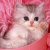 :iconangelkitty10: