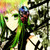 :iconangelofthedarksea: