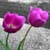 :iconangelpup: