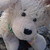 :iconangelpuppixo: