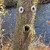 :iconangels-amaranth: