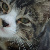 :iconangels-den2: