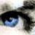 :iconangelsfeather: