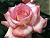 :iconangelsoftheheart: