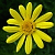 :iconangelstar: