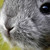 :iconangelwingness3:
