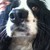 :iconangelwingsz: