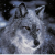 :iconangelwolf025: