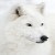 :iconAngelwolf234:
