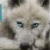 :iconangelwolf777: