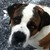 :iconangierocks1092: