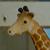 :iconangrygiraffes: