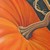 :iconanhonestpumpkin: