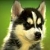 :iconania-afra: