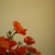 :iconania6g: