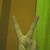 :iconanianca12: