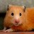 :iconanieditionss: