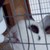 :iconanilover247: