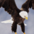 :iconanimal-girl007: