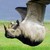 :iconanimal0123: