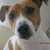 :iconanimaladoptz10: