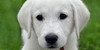 :iconanimalartistsworld: