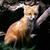 :iconanimalboy4: