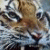:iconanimalcrazy3: