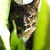 :iconanimalfreakmusicgeek: