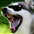 :iconanimalglasses: