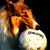 :iconanimalia-chordata: